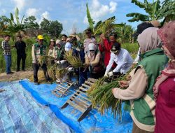 Sejarah Baru Wajah Karimun: Poktan Barokah Desa Pangke Barat Sukses Panen Perdana Sawah Pertama